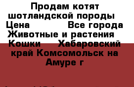 Продам котят шотландской породы › Цена ­ 2 000 - Все города Животные и растения » Кошки   . Хабаровский край,Комсомольск-на-Амуре г.